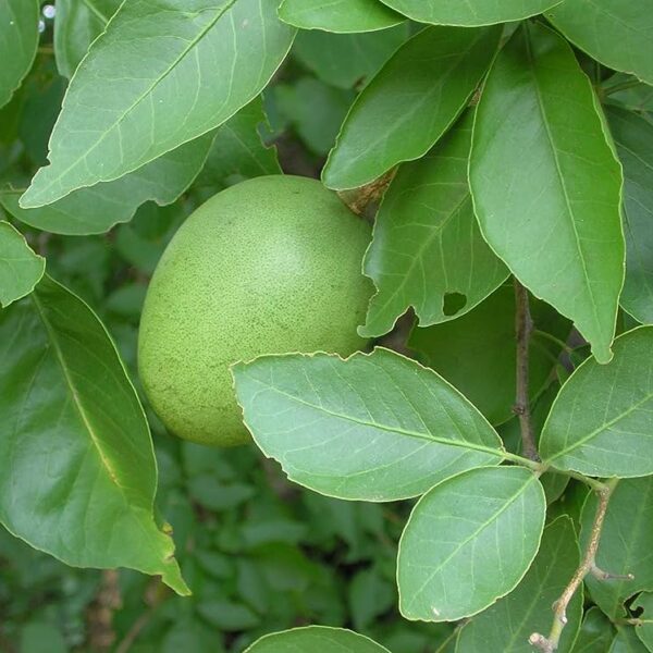 Aegle marmelos – Koovalam, Kuvalam, Vilwam, Vilvam, White bel, Bael, Kumbala - Plant