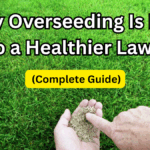 Why Overseeding Is Key to a Healthier Lawn (Complete Guide)