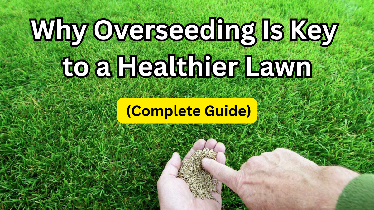 Why Overseeding Is Key to a Healthier Lawn (Complete Guide)
