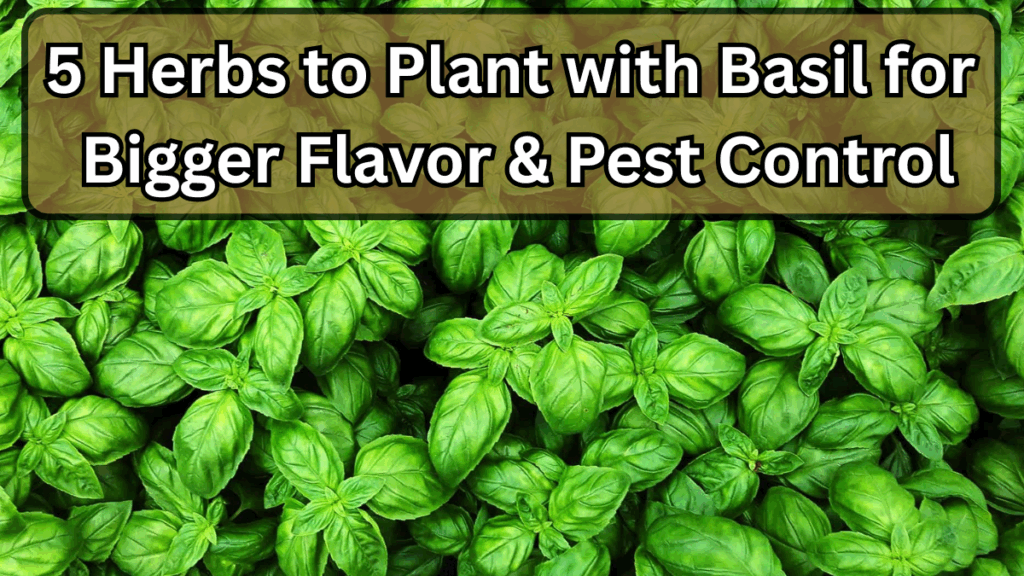 5 Herbs to Plant with Basil for Bigger Flavor & Pest Control