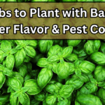 5 Herbs to Plant with Basil for Bigger Flavor & Pest Control