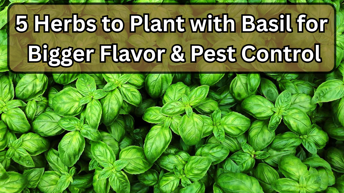 5 Herbs to Plant with Basil for Bigger Flavor & Pest Control