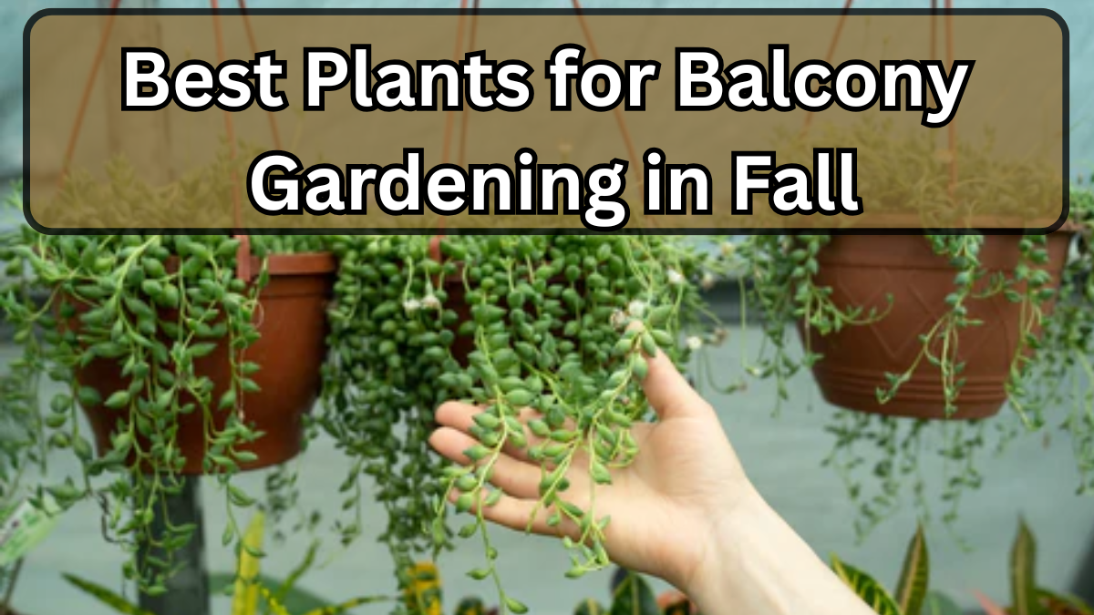 Best Plants for Balcony Gardening in Fall (Low-Care Winners)
