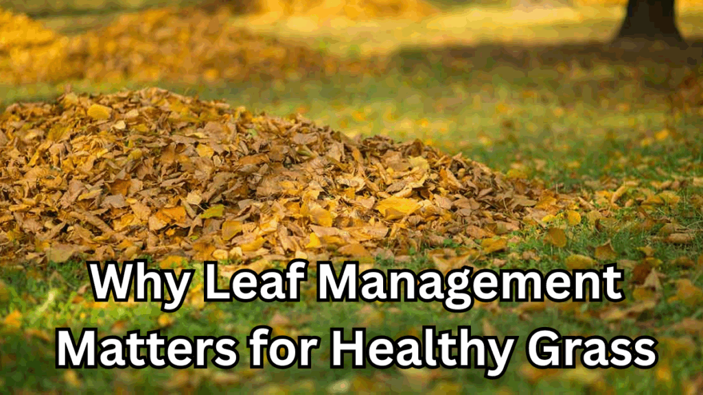 Why Leaf Management Matters for Healthy Grass (Mulch vs Rake)