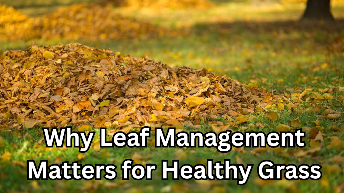 Why Leaf Management Matters for Healthy Grass (Mulch vs Rake)