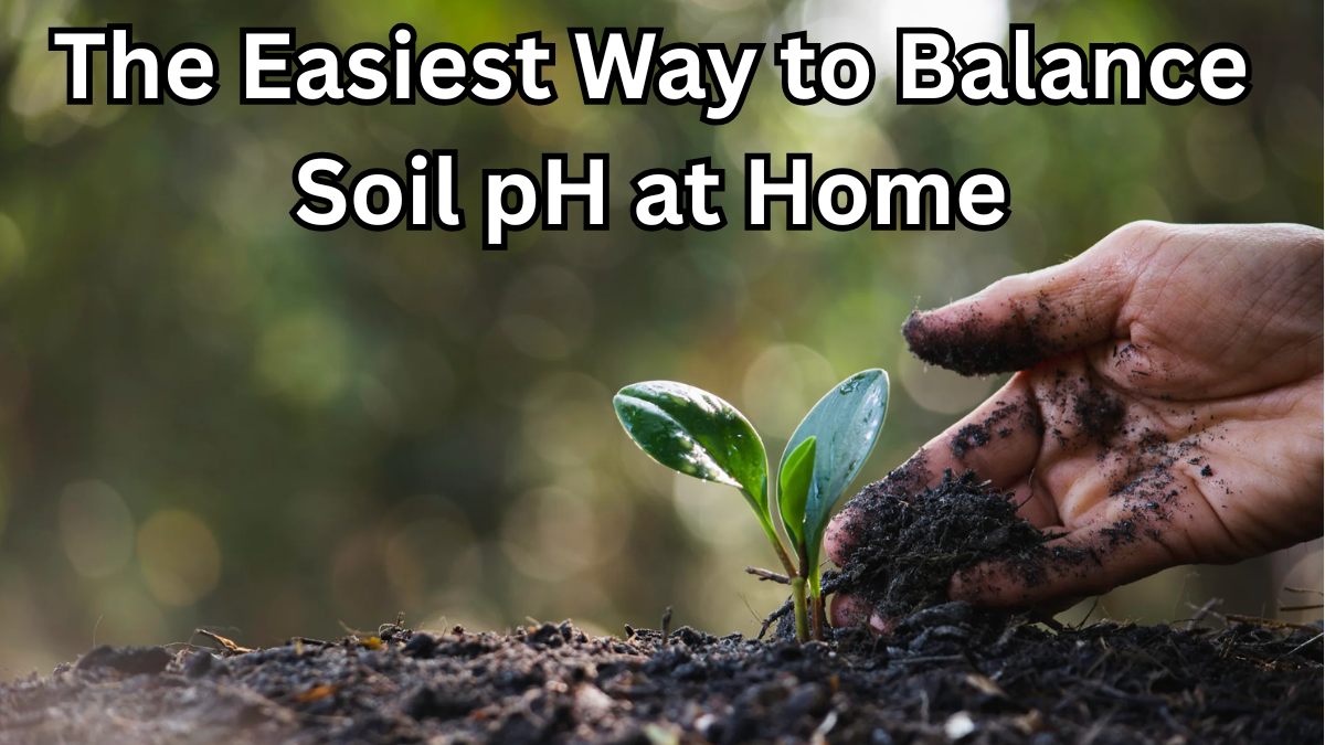 The Easiest Way to Balance Soil pH at Home (Safely)