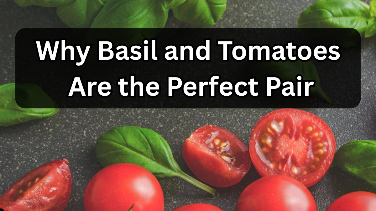 Why Basil and Tomatoes Are the Perfect Pair