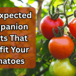 5 Unexpected Companion Plants That Benefit Your Tomatoes