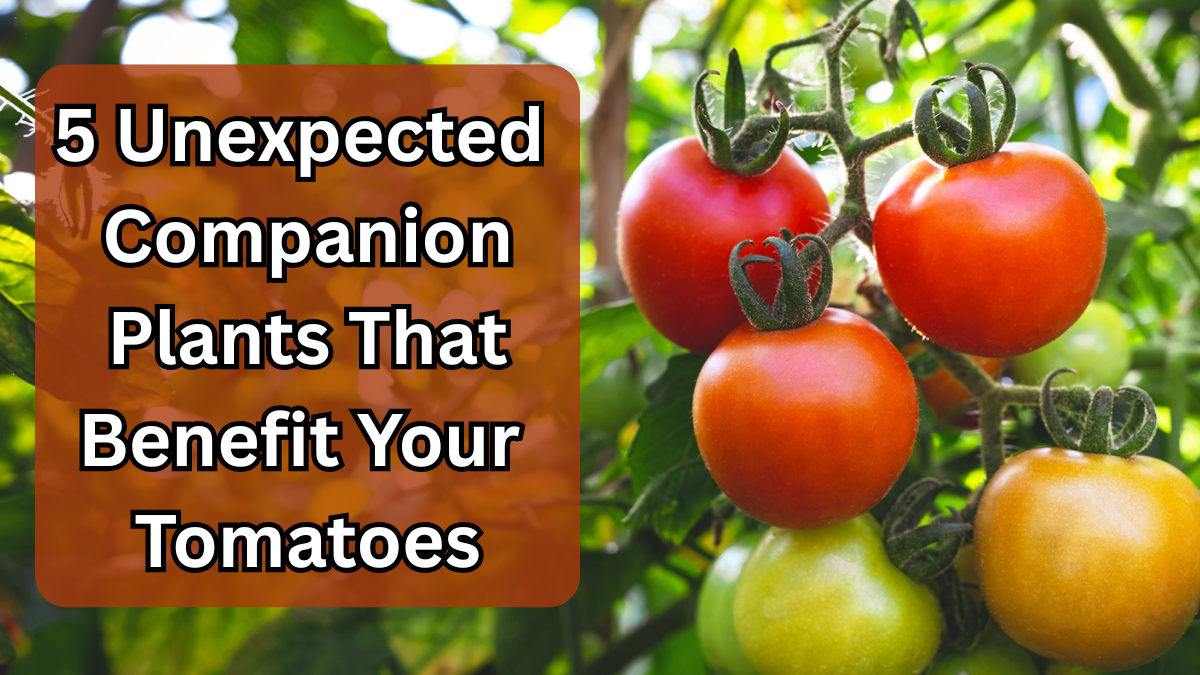 5 Unexpected Companion Plants That Benefit Your Tomatoes