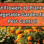 Best Flowers to Plant in a Vegetable Garden for Pest Control