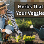 Herbs That Help Your Veggies Grow: A Guide to Garden Synergy