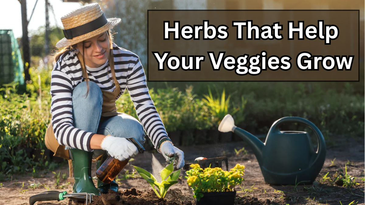Herbs That Help Your Veggies Grow: A Guide to Garden Synergy