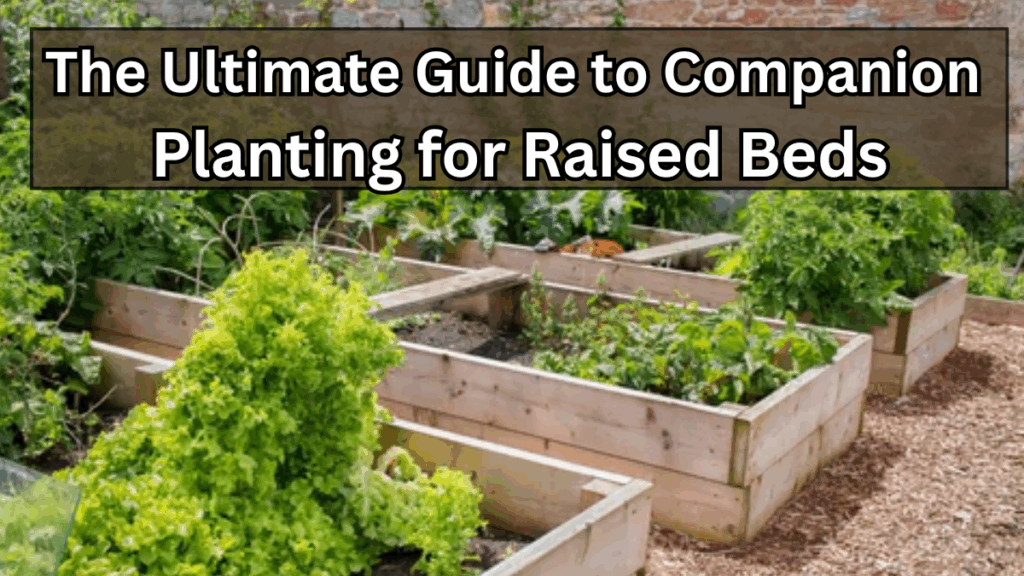 The Ultimate Guide to Companion Planting for Raised Beds