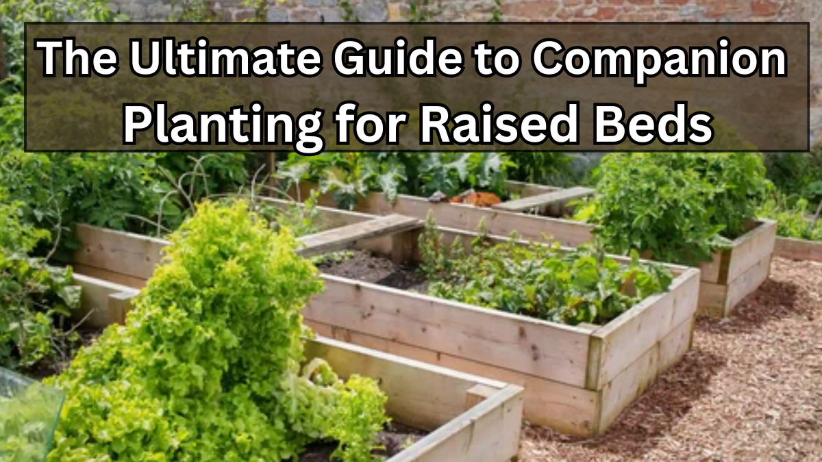 The Ultimate Guide to Companion Planting for Raised Beds