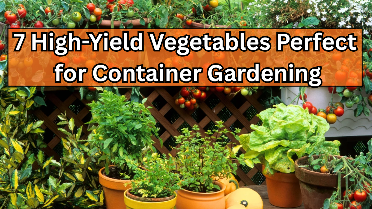 7 High-Yield Vegetables Perfect for Container Gardening