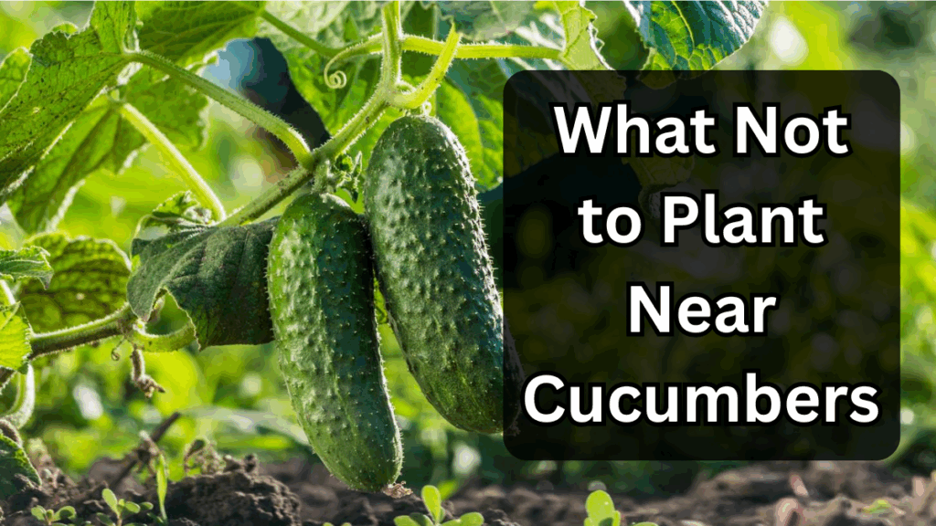 What Not to Plant Near Cucumbers (and Why)