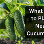 What Not to Plant Near Cucumbers (and Why)
