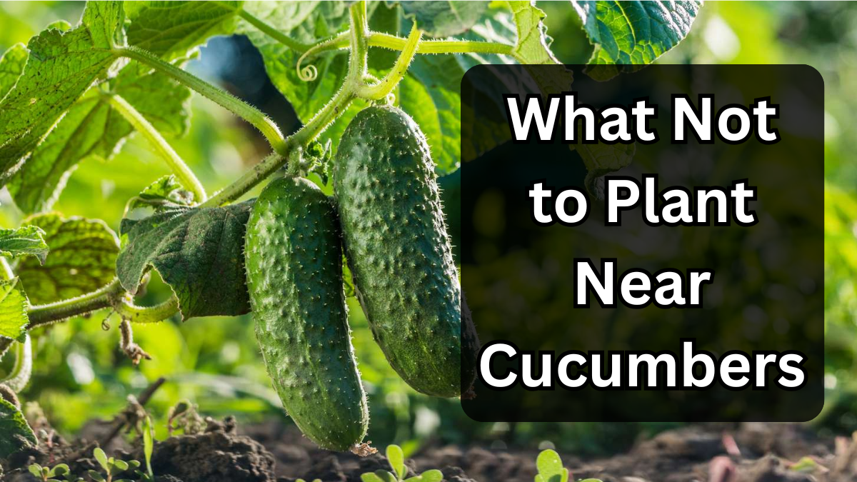 What Not to Plant Near Cucumbers (and Why)