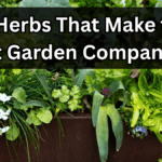 10 Herbs That Make the Best Garden Companions