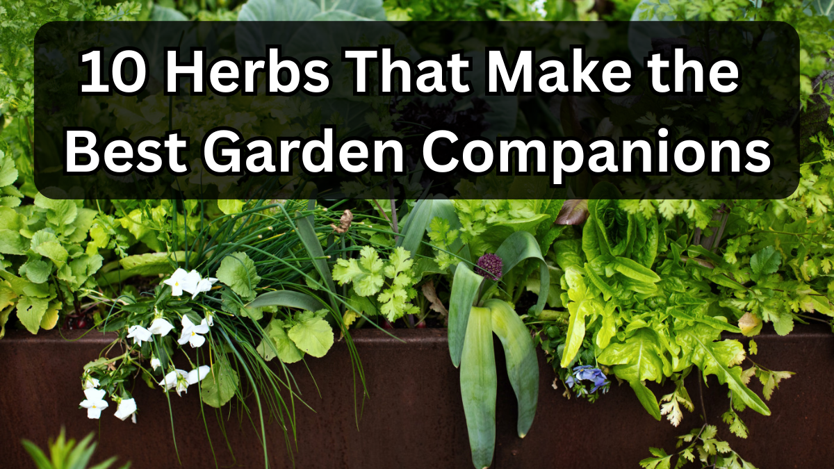 10 Herbs That Make the Best Garden Companions