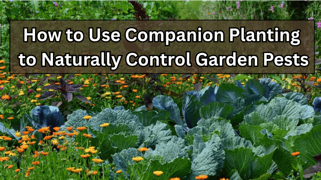 How to Use Companion Planting to Naturally Control Garden Pests