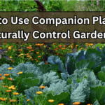 How to Use Companion Planting to Naturally Control Garden Pests