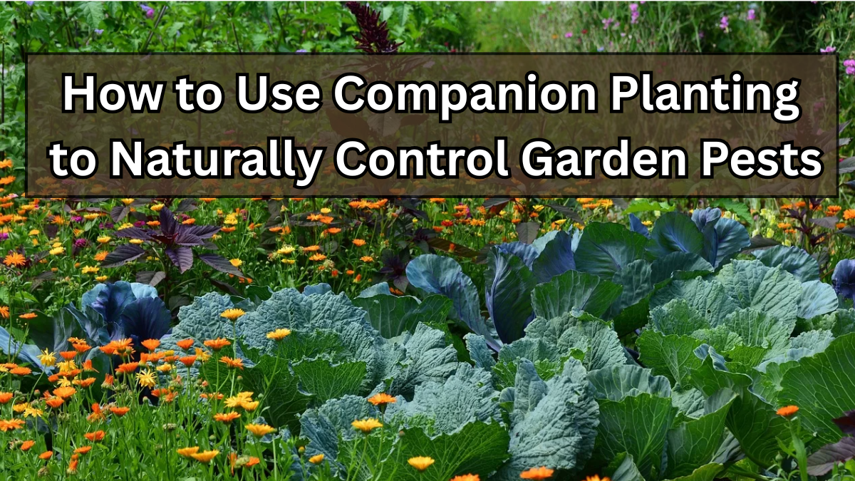 How to Use Companion Planting to Naturally Control Garden Pests